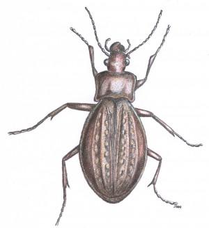 laufkäfer scarabus granulatus