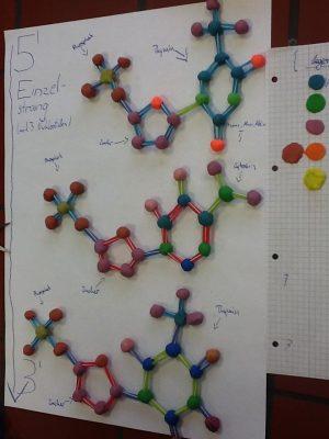 DNA Modell 1 e1479807425551